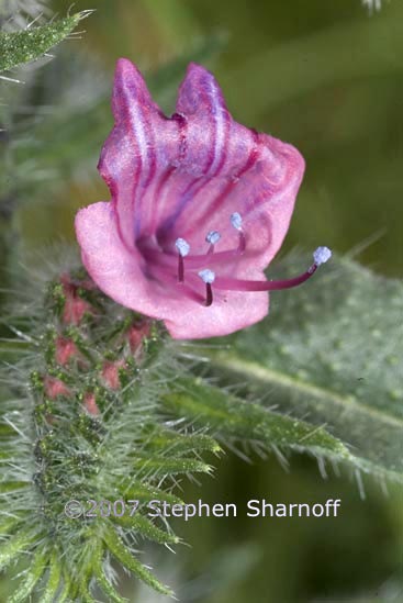 echium sp 1 graphic