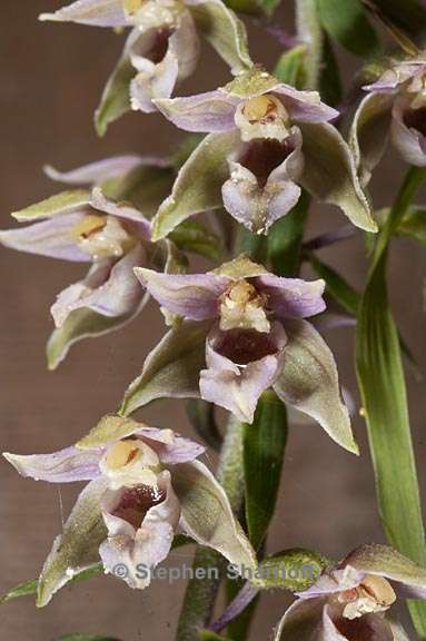 epipactis helleborine 1 graphic