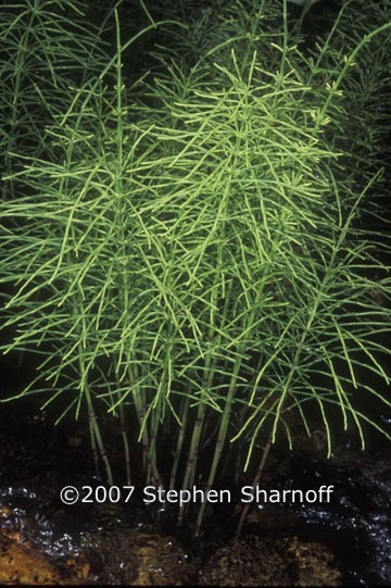 equisetum arvense 2 graphic