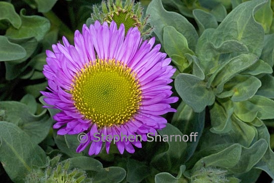 erigeron glaucus 1 graphic