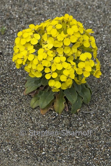 erysimum menziesii 1 graphic