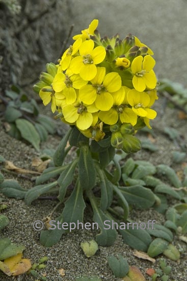 erysimum menziesii 2 graphic