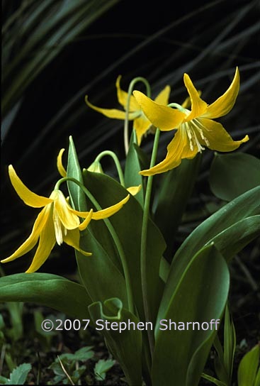 erythronium grandiflorum 1 graphic