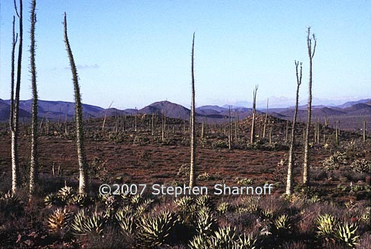 fouquieria columnaris 2 graphic