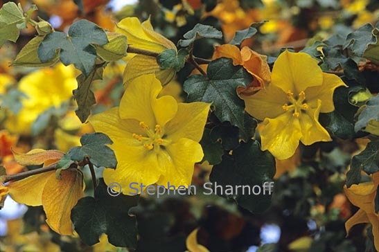 fremontodendron californicum 8 graphic