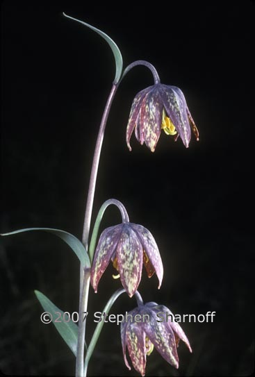 fritillaria affinis 1 graphic