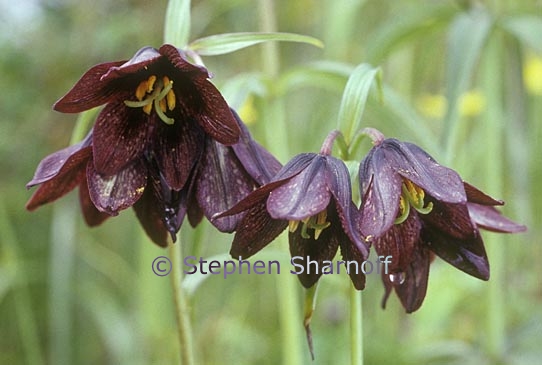 fritillaria camschatcensis 1 graphic