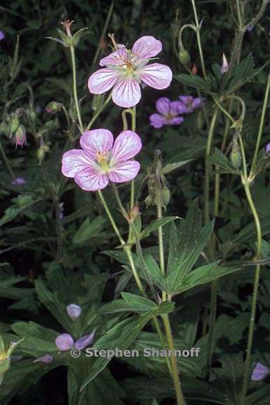 geranium richardsonii 5 graphic