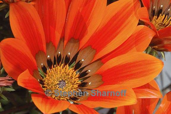 gazania krebsiana 1 graphic