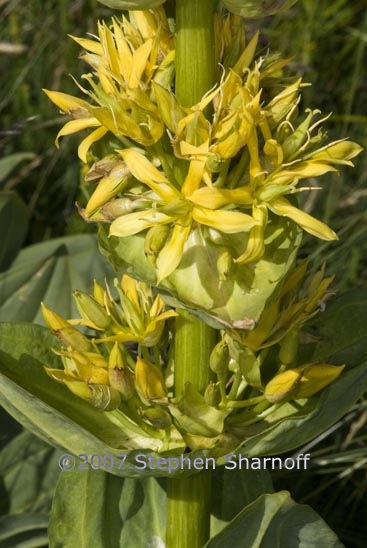 gentiana lutea 1 graphic