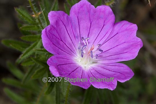 geranium sanguinium 1 graphic