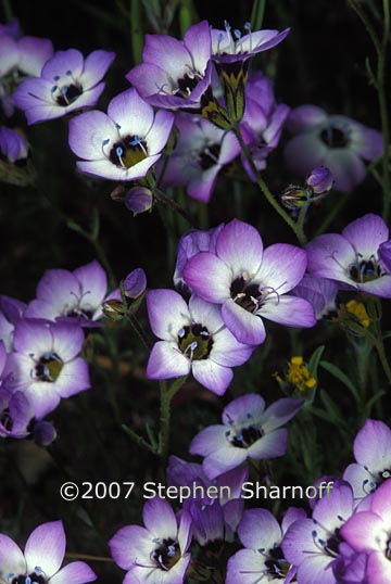 gilia tricolor 1 graphic