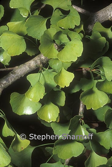 ginkgo biloba 1 graphic