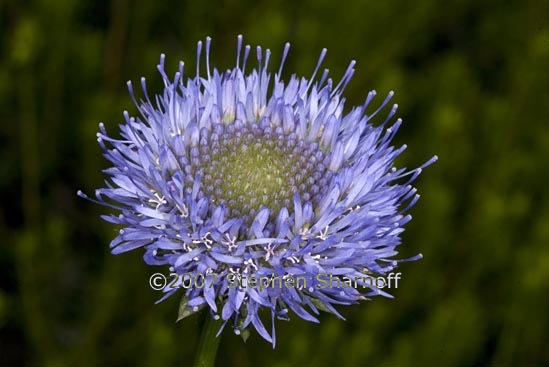 globularia alypum 1 graphic