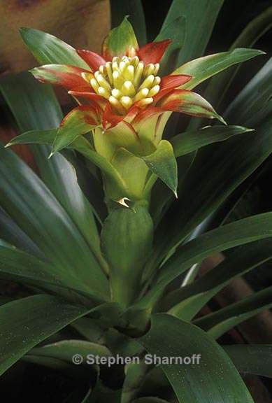 guzmania lingulata 1 graphic