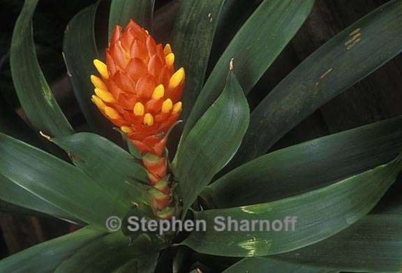 guzmania melinonis 1 graphic