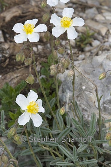 helianthemum apenninum 2 graphic