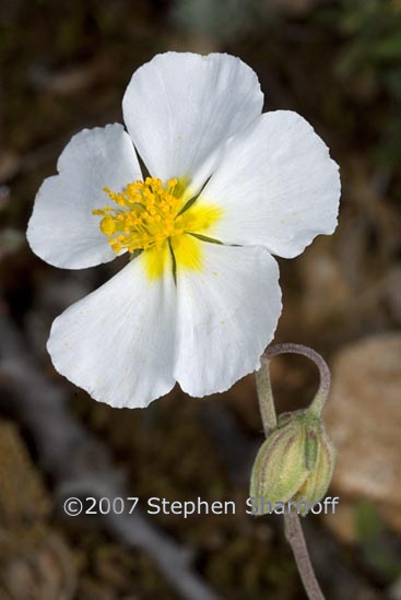 helianthemum apenninum 1 graphic