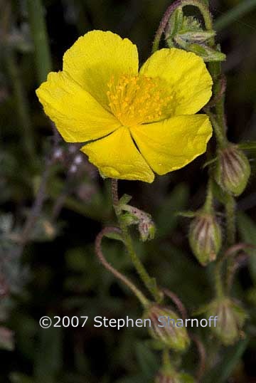 helianthemum oelandicum 1 graphic