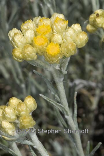 helichrysum sp 1 graphic