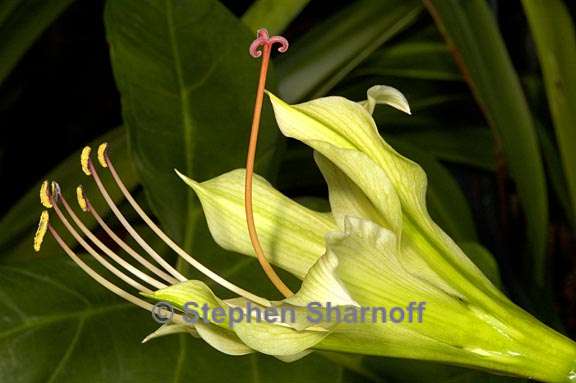 hippeastrum calyptratum 1 graphic