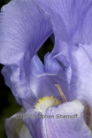 iris pallida 1 graphic