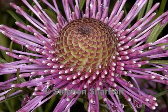 isopogon formosus 1 graphic