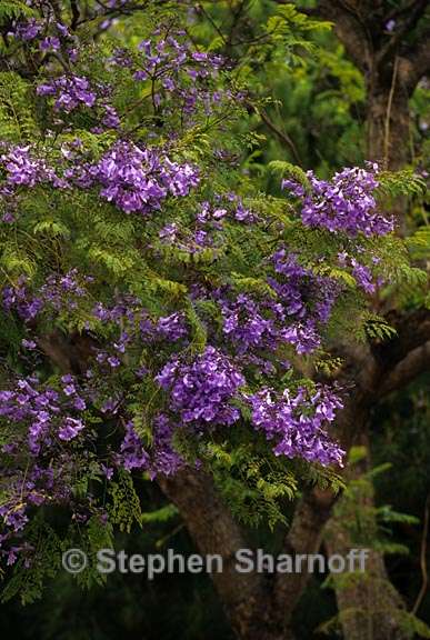 jacaranda sp 2 graphic