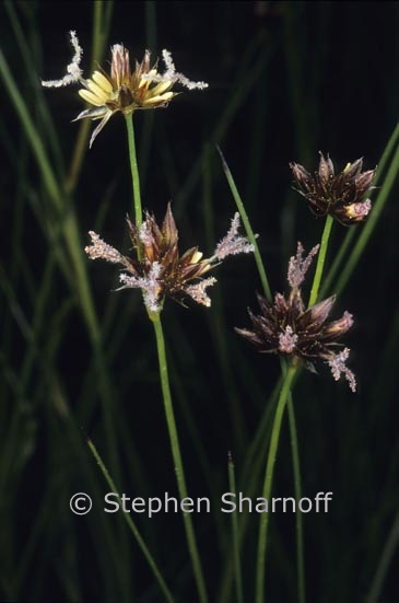 juncus sp 2 graphic