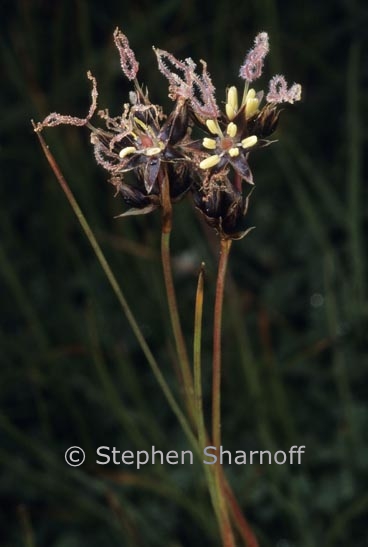 juncus sp 1 graphic