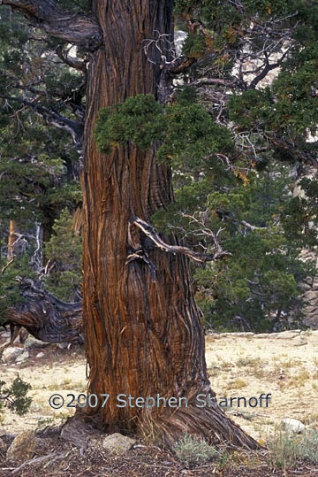 juniperus occidentalis 2 graphic