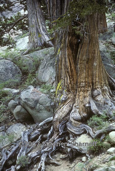 juniperus occidentalis 1 graphic