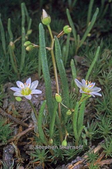 lewisia triphylla 3 graphic