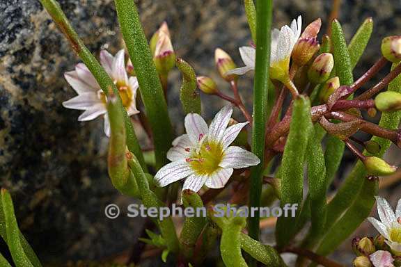 lewisia triphylla 4 graphic