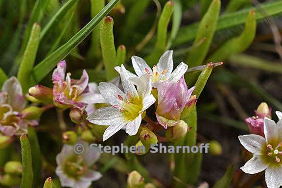 lewisia triphylla 5 graphic