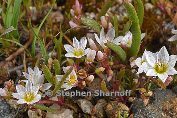 lewisia triphylla 6 graphic