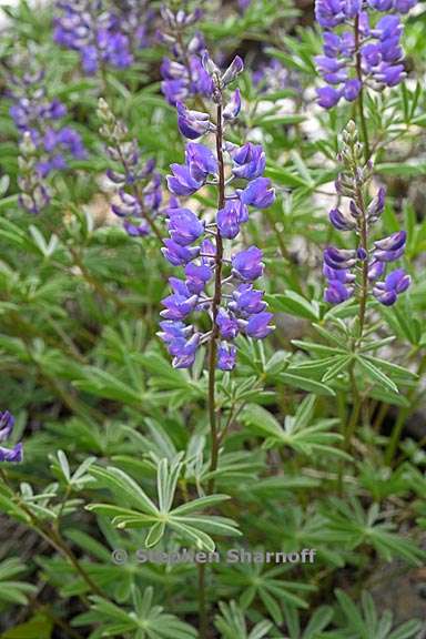 lupinus arbustus 7 graphic