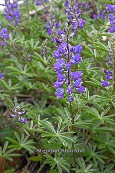 lupinus arbustus 8 graphic