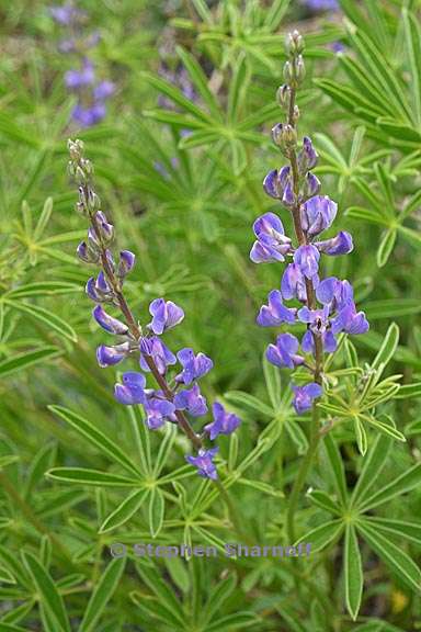 lupinus arbustus 9 graphic