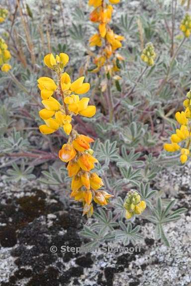 lupinus citrinus var citrinus 5 graphic