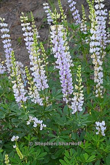 lupinus latifolius var parishii 1 graphic