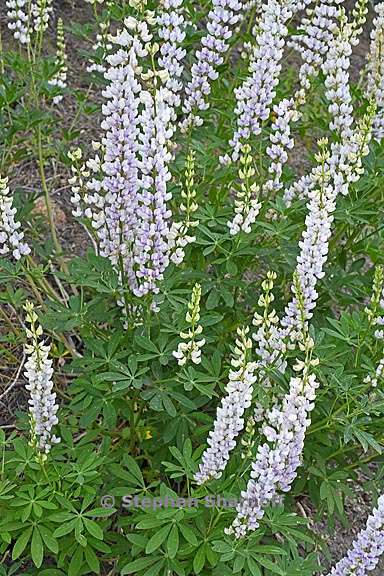 lupinus latifolius var parishii 2 graphic