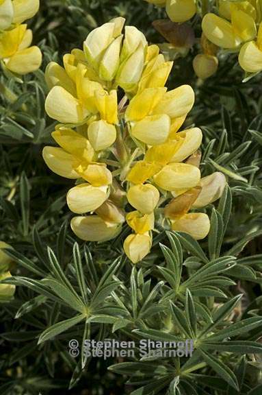 lupinus arboreus 3 graphic