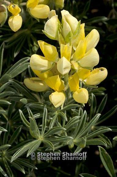 lupinus arboreus 4 graphic