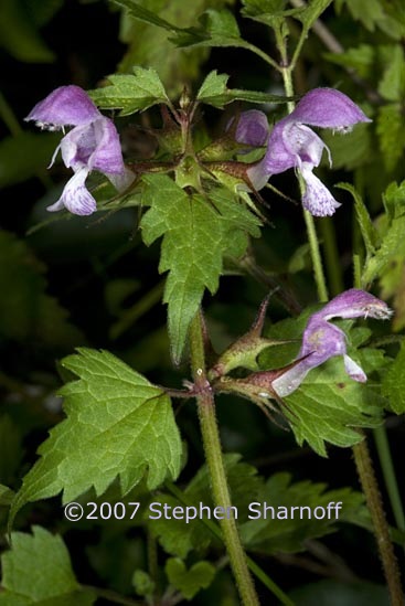 lamium maculatum 2 graphic