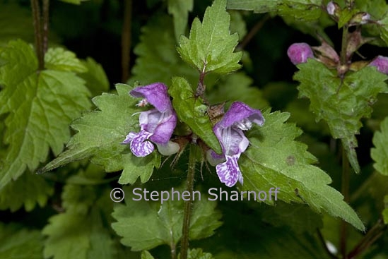 lamium maculatum 1 graphic