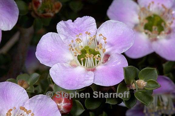 leptospermum rotundifolium 1 graphic