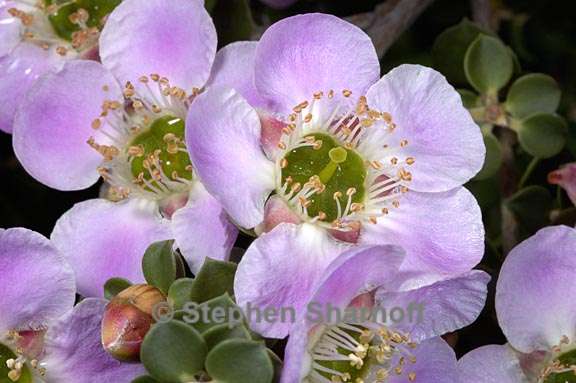 leptospermum rotundifolium 2 graphic