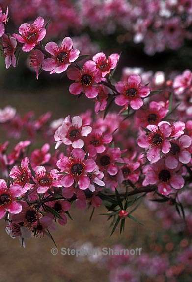 leptospermum scoparium 1 graphic