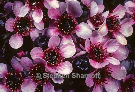 leptospermum scoparium 2 graphic